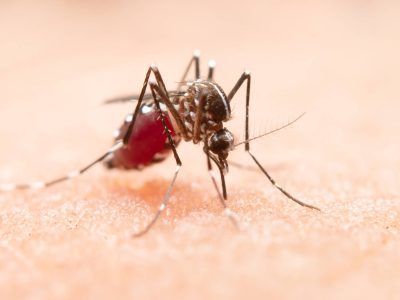 Dengue y cambio climático: una amenaza latente