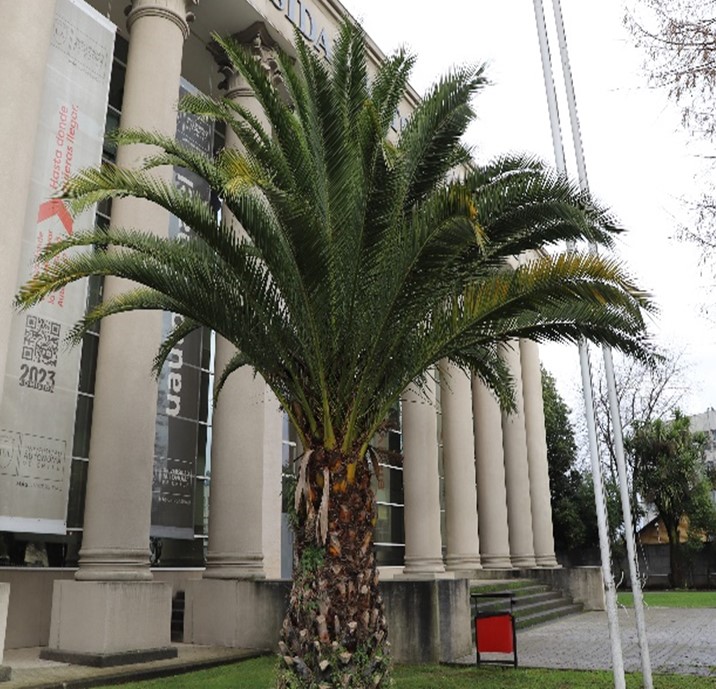 Phoenix Canariensis 1