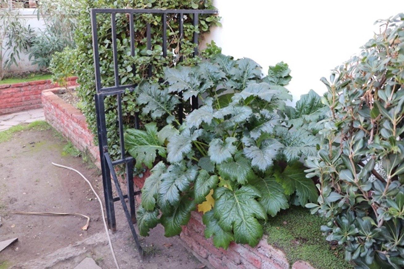 Acanthus mollis