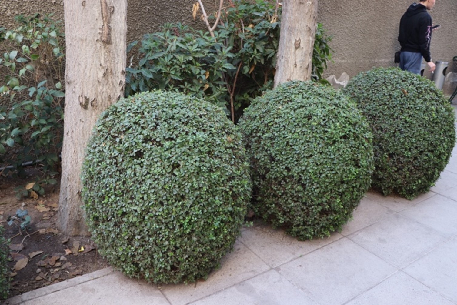 Buxus sempervirens