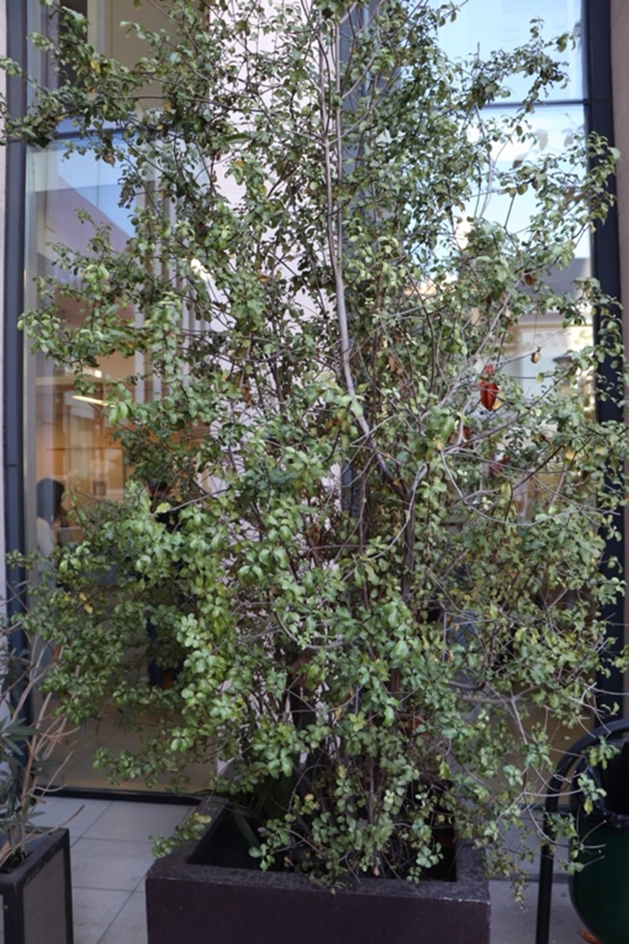 Pittosporum Tenuifolium