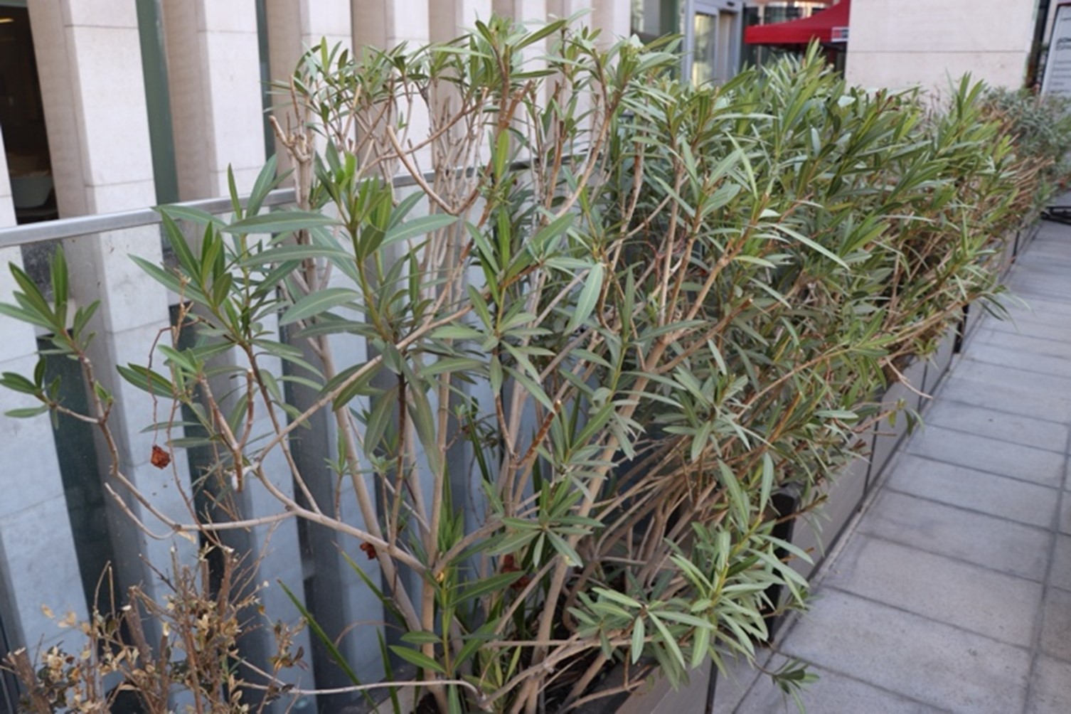 Podocarpus