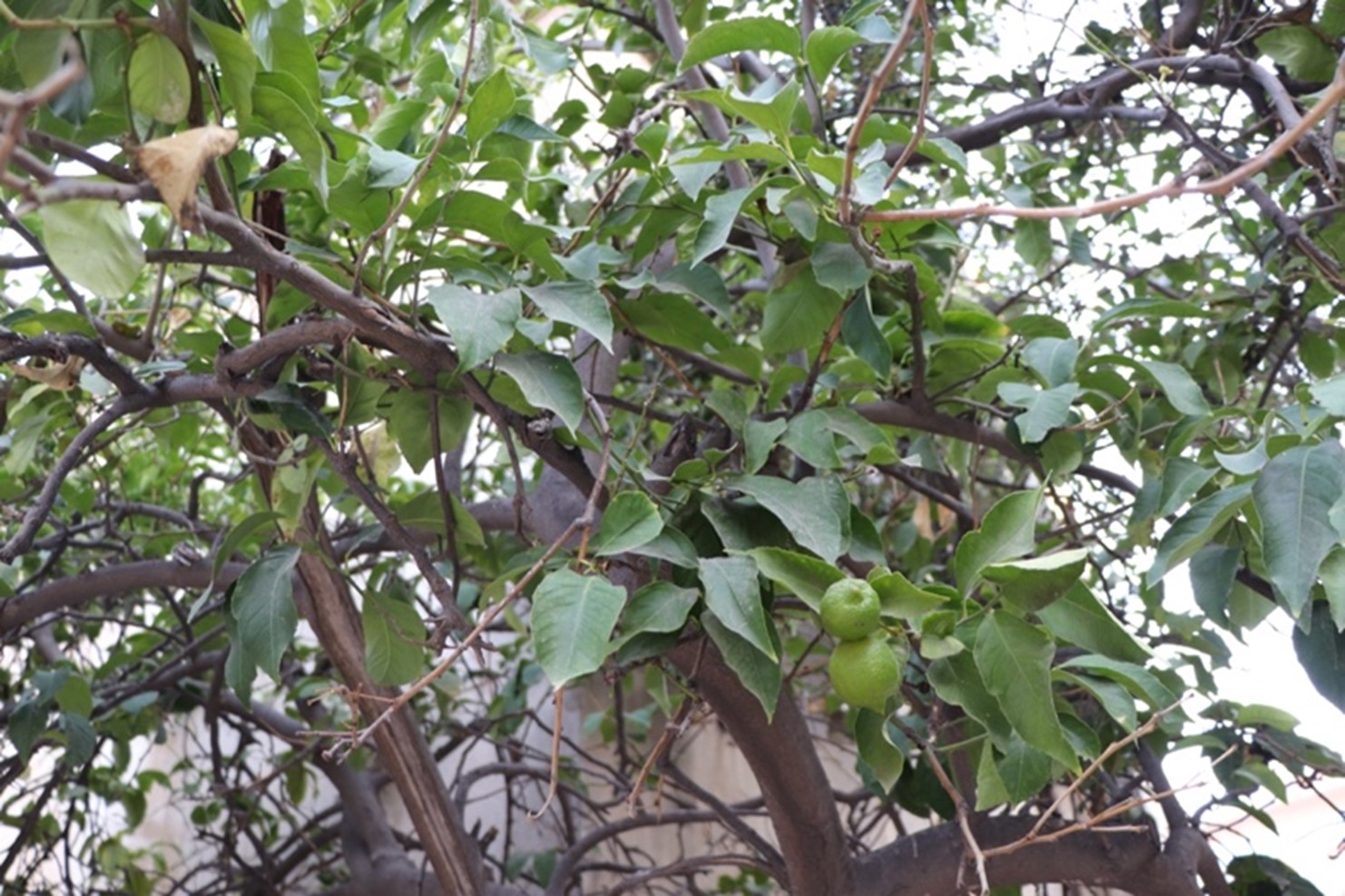 Psidium guajava