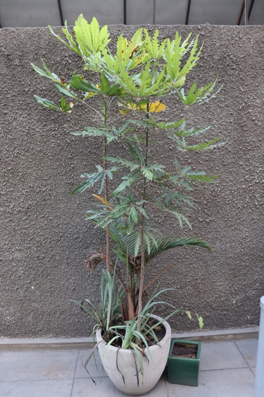 Schefflera elegantissima