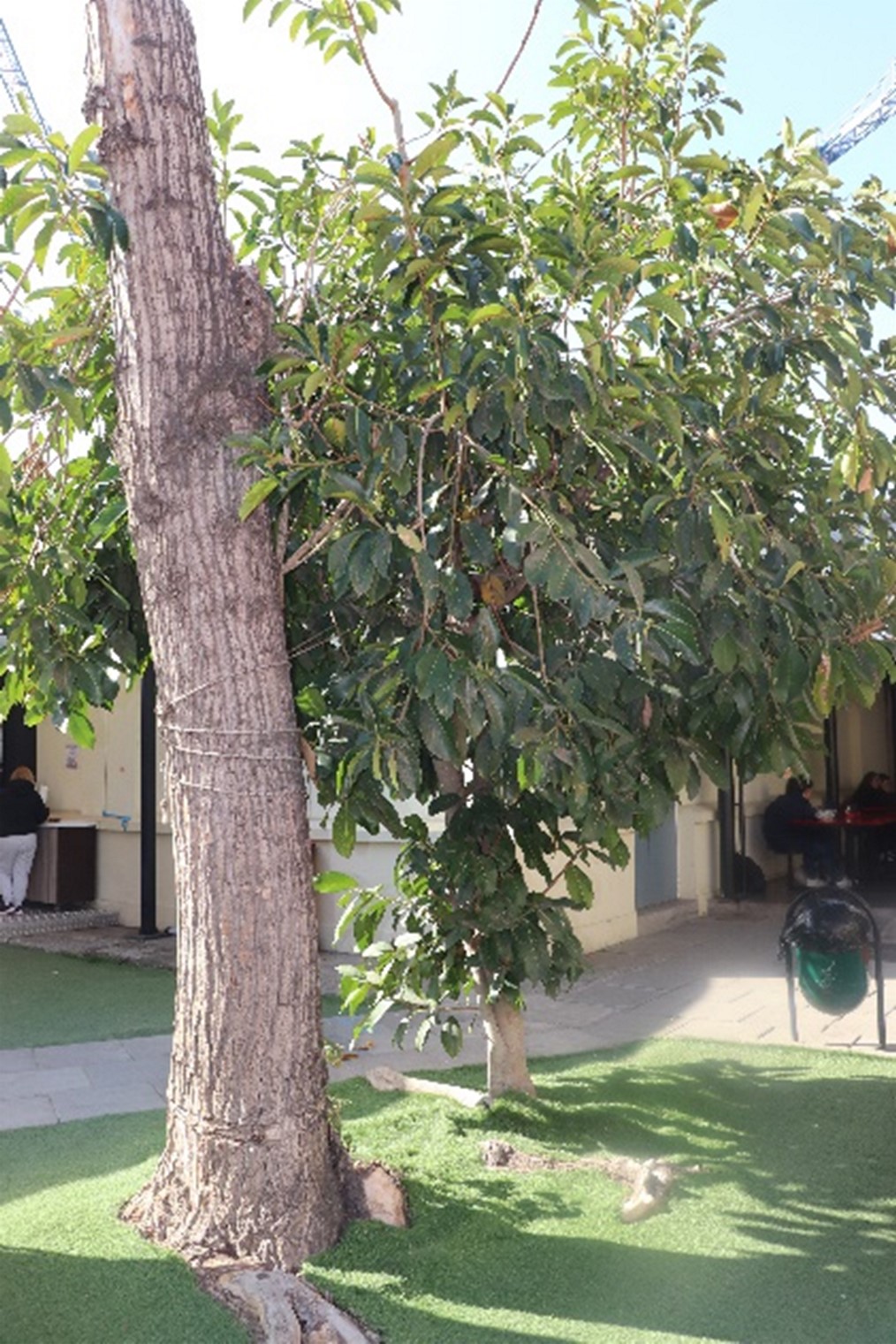 ficus elastica